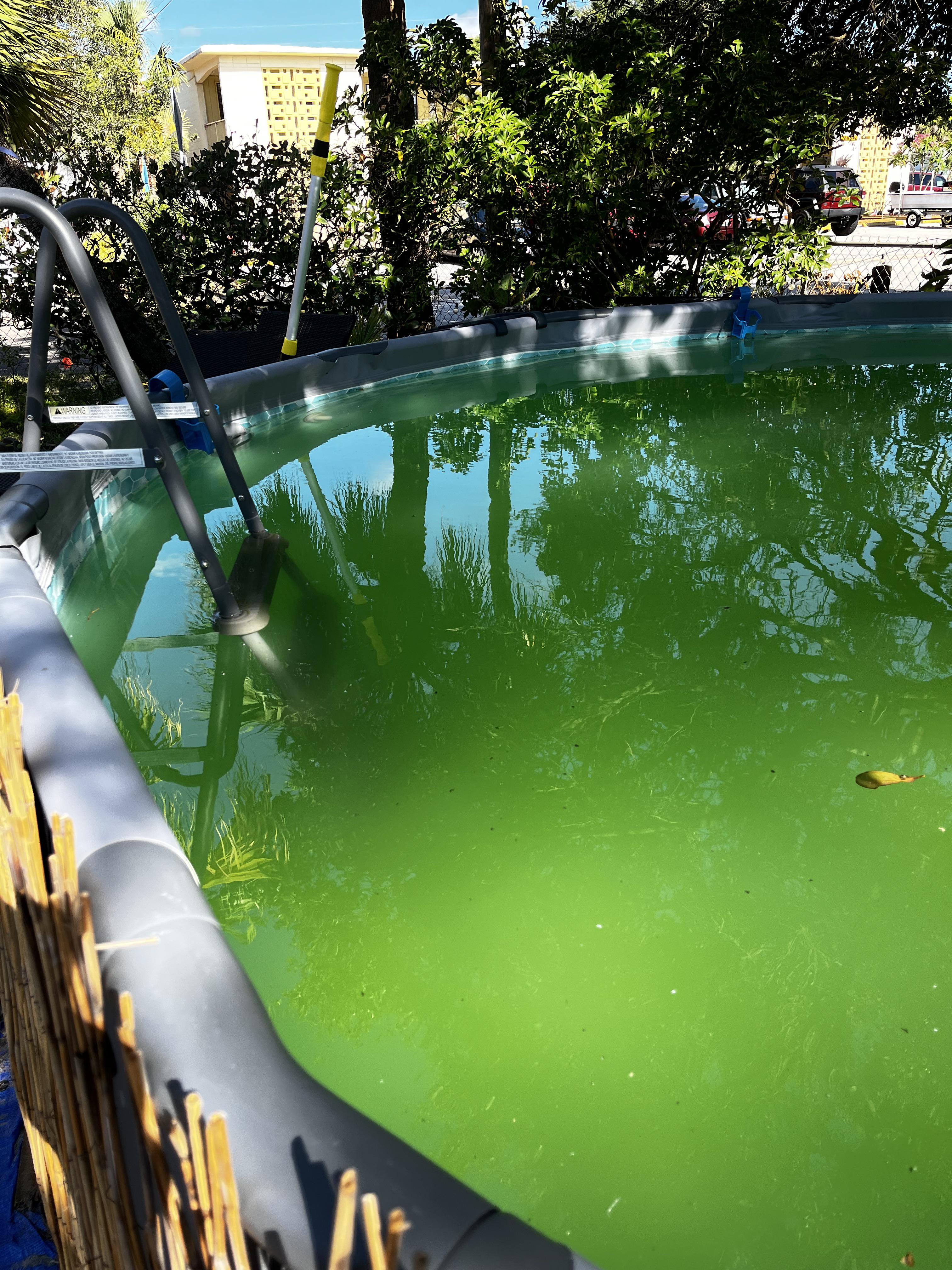 Groen zwembadwater herstellen: zo krijg je algen snel onder controle - Buitiqo